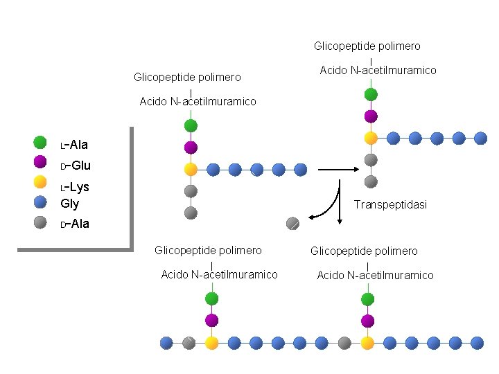 Glicopeptide polimero Acido N-acetilmuramico -Ala D-Glu L-Lys L Gly Transpeptidasi -Ala D Glicopeptide polimero