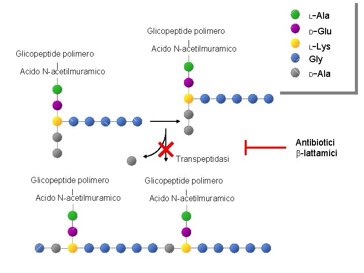 -Ala D-Glu L-Lys L Glicopeptide polimero Acido N-acetilmuramico Gly -Ala Acido N-acetilmuramico D Transpeptidasi