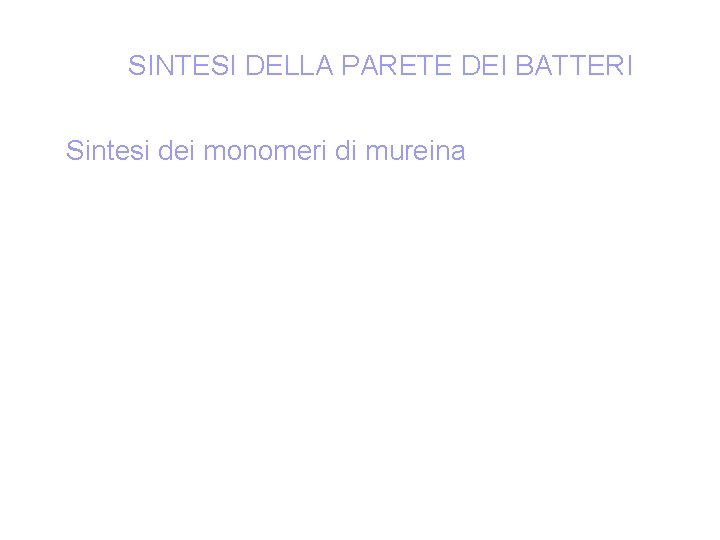 SINTESI DELLA PARETE DEI BATTERI Sintesi dei monomeri di mureina 