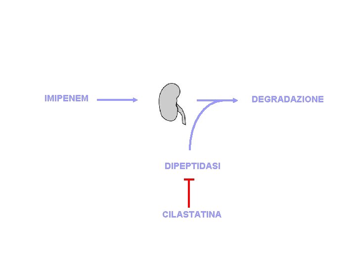 IMIPENEM DEGRADAZIONE DIPEPTIDASI CILASTATINA 