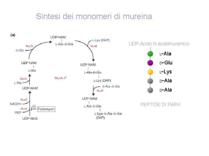Sintesi dei monomeri di mureina UDP-Acido N-acetilmuramico -Ala D-Glu L-Lys D-Ala L PEPTIDE DI