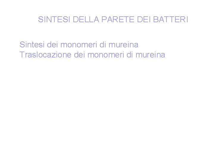 SINTESI DELLA PARETE DEI BATTERI Sintesi dei monomeri di mureina Traslocazione dei monomeri di