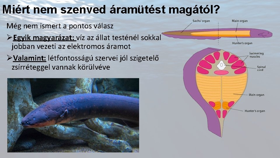 Miért nem szenved áramütést magától? Még nem ismert a pontos válasz ØEgyik magyarázat: víz