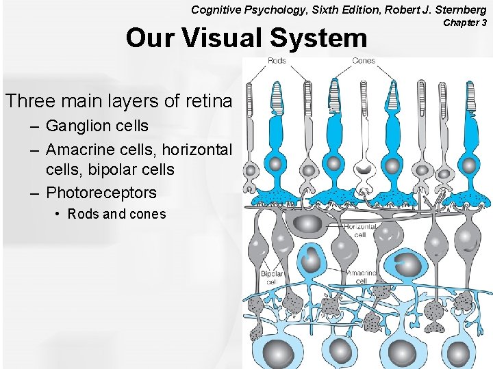 Cognitive Psychology, Sixth Edition, Robert J. Sternberg Our Visual System Three main layers of