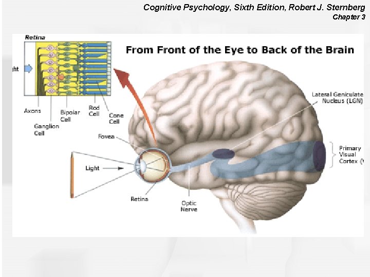 Cognitive Psychology, Sixth Edition, Robert J. Sternberg Chapter 3 