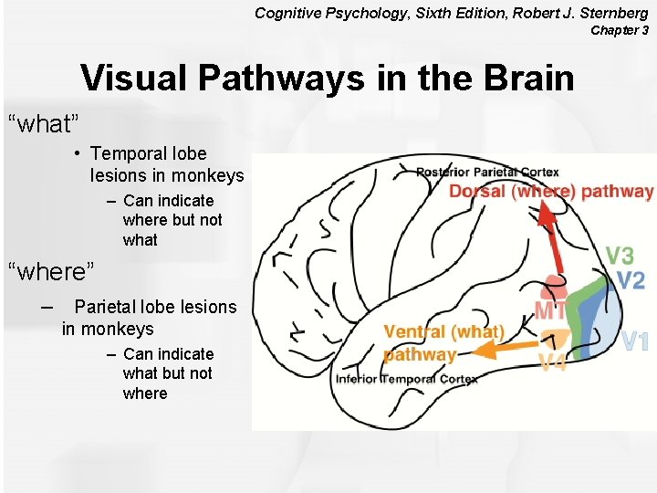 Cognitive Psychology, Sixth Edition, Robert J. Sternberg Chapter 3 Visual Pathways in the Brain