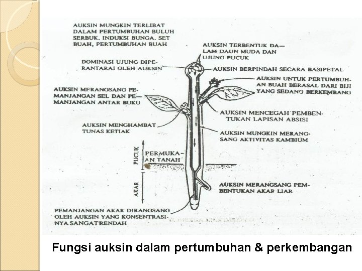 Fungsi auksin dalam pertumbuhan & perkembangan 