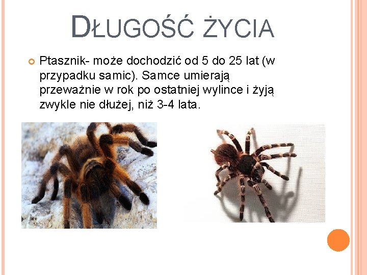 DŁUGOŚĆ ŻYCIA Ptasznik- może dochodzić od 5 do 25 lat (w przypadku samic). Samce