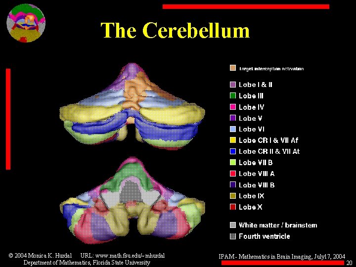 The Cerebellum © 2004 Monica K. Hurdal URL: www. math. fsu. edu/~mhurdal Department of