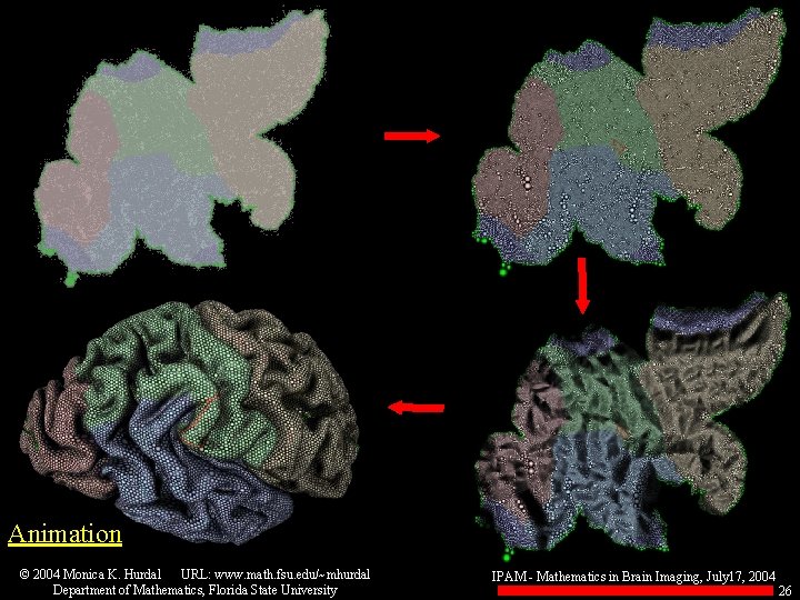 Animation © 2004 Monica K. Hurdal URL: www. math. fsu. edu/~mhurdal Department of Mathematics,