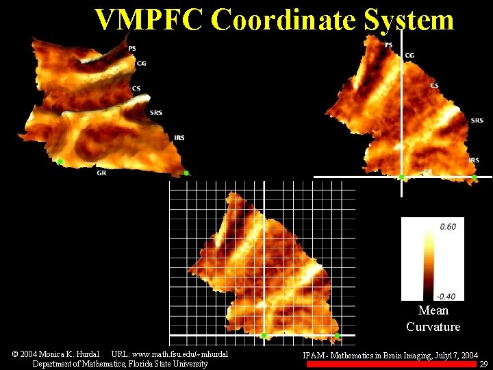 VMPFC Coordinate System Mean Curvature © 2004 Monica K. Hurdal URL: www. math. fsu.