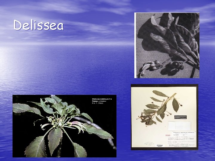 Delissea • Best represents features of immigrants – Large seeds – Numerous flowered inflorescent