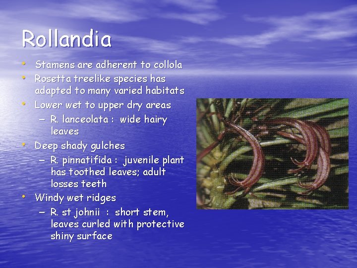 Rollandia • Stamens are adherent to collola • Rosetta treelike species has • •