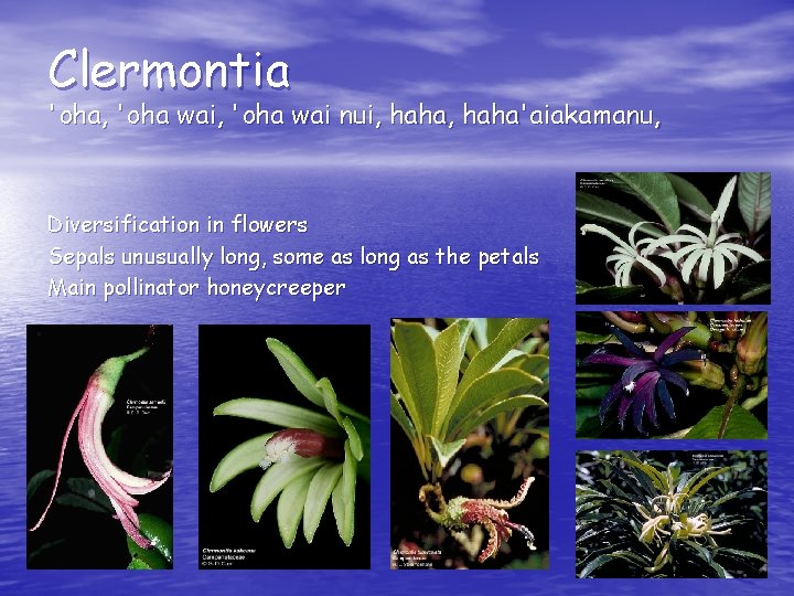 Clermontia 'oha, 'oha wai nui, haha'aiakamanu, Diversification in flowers Sepals unusually long, some as