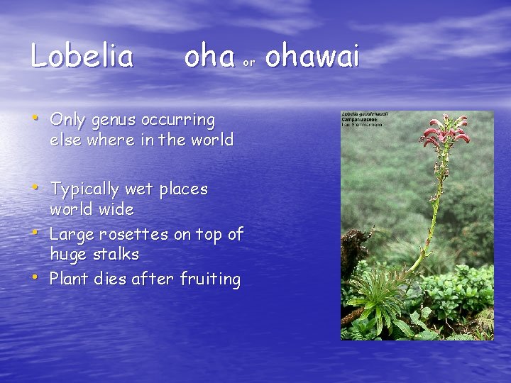 Lobelia ohawai or • Only genus occurring else where in the world • Typically