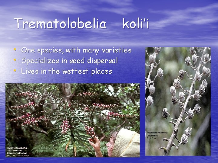 Trematolobelia • • • koli’i One species, with many varieties Specializes in seed dispersal