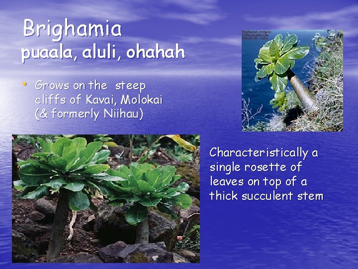 Brighamia puaala, aluli, ohahah • Grows on the steep cliffs of Kavai, Molokai (&
