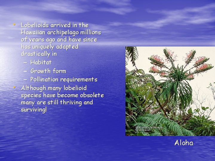  • Lobelioids arrived in the • Hawaiian archipelago millions of years ago and