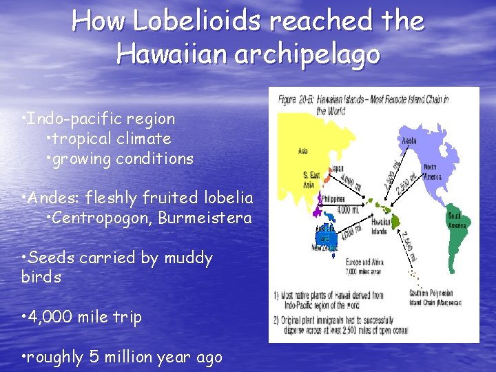 How Lobelioids reached the Hawaiian archipelago • Indo-pacific region • tropical climate • growing