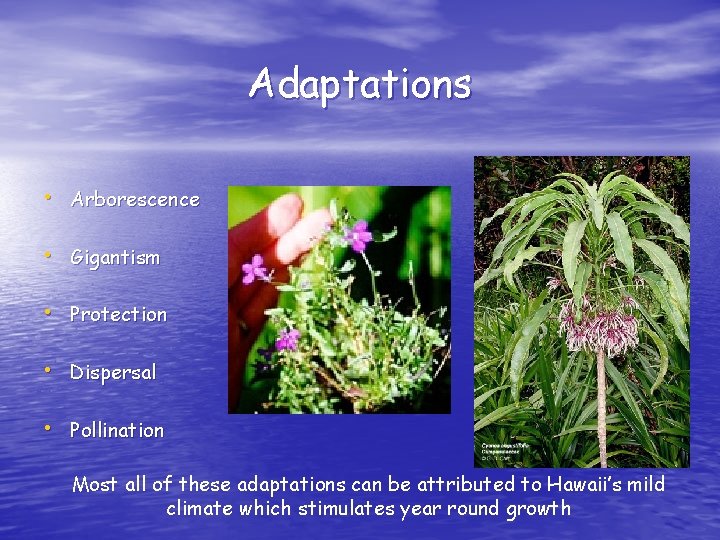 Adaptations • Arborescence • Gigantism • Protection • Dispersal • Pollination Most all of