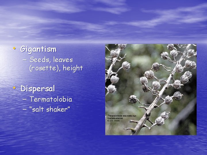  • Gigantism – Seeds, leaves (rosette), height • Dispersal – Termatolobia – “salt