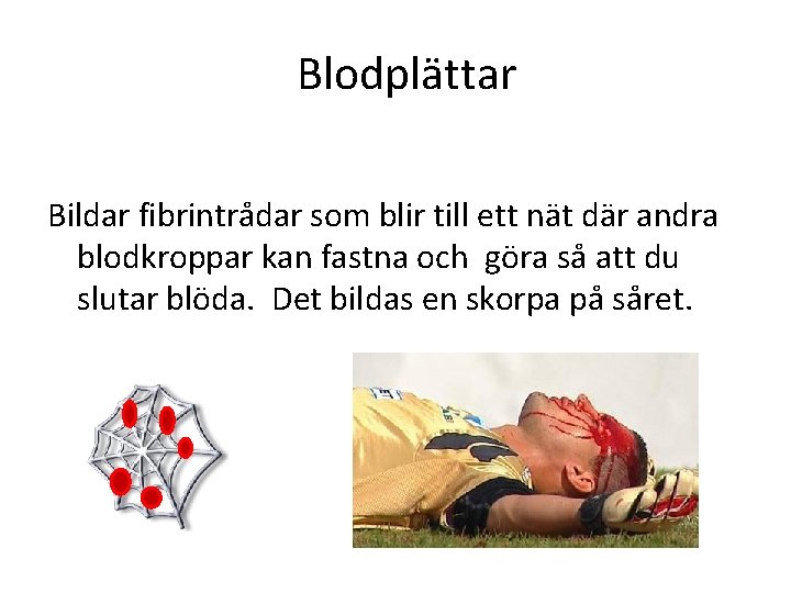 Blodplättar Bildar fibrintrådar som blir till ett nät där andra blodkroppar kan fastna och