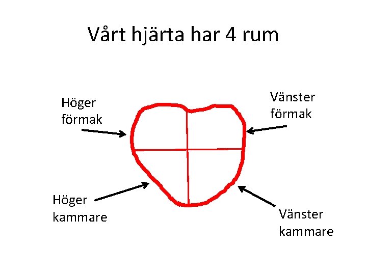 Vårt hjärta har 4 rum Höger förmak Höger kammare Vänster förmak Vänster kammare 