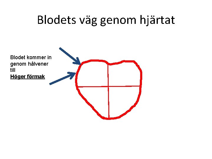 Blodets väg genom hjärtat Blodet kommer in genom hålvener till Höger förmak 