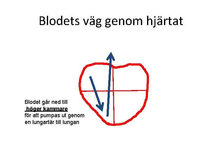 Blodets väg genom hjärtat Blodet går ned till höger kammare för att pumpas ut