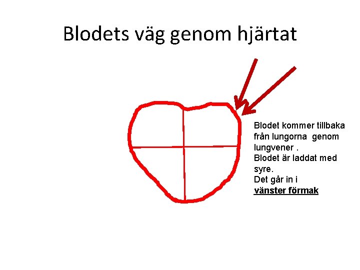 Blodets väg genom hjärtat Blodet kommer tillbaka från lungorna genom lungvener. Blodet är laddat