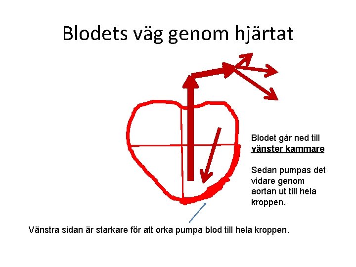 Blodets väg genom hjärtat Blodet går ned till vänster kammare Sedan pumpas det vidare