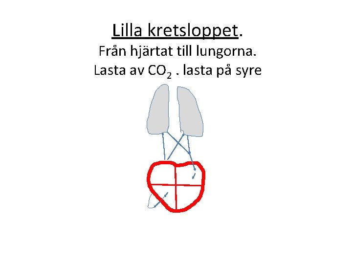 Lilla kretsloppet. Från hjärtat till lungorna. Lasta av CO 2. lasta på syre 