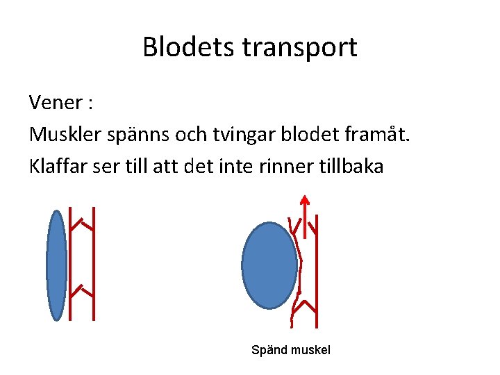 Blodets transport Vener : Muskler spänns och tvingar blodet framåt. Klaffar ser till att