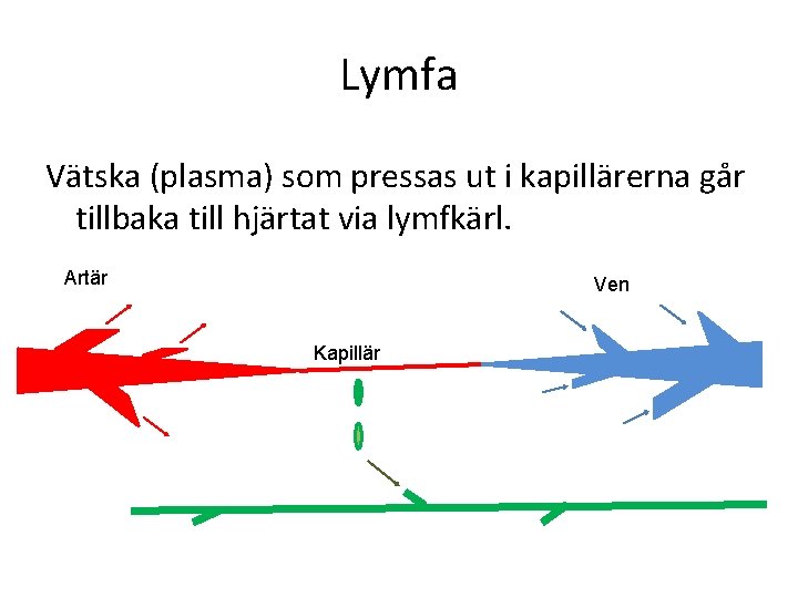 Lymfa Vätska (plasma) som pressas ut i kapillärerna går tillbaka till hjärtat via lymfkärl.