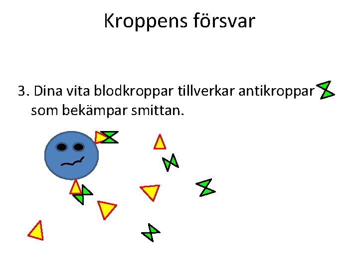 Kroppens försvar 3. Dina vita blodkroppar tillverkar antikroppar som bekämpar smittan. 