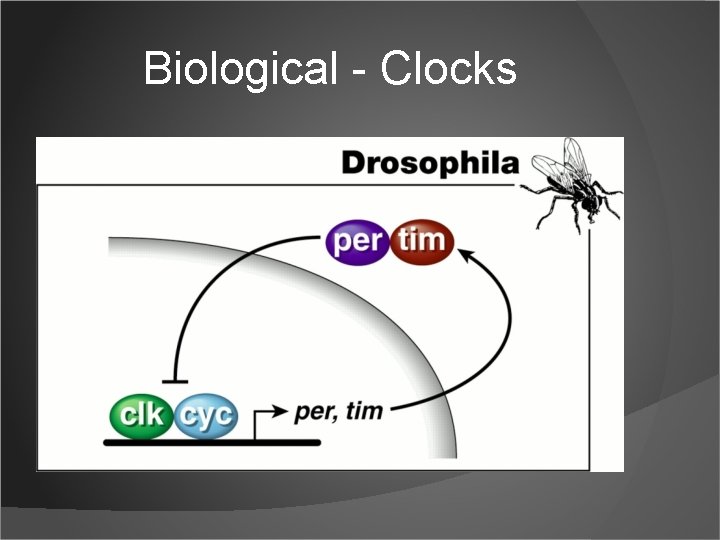 Biological - Clocks 