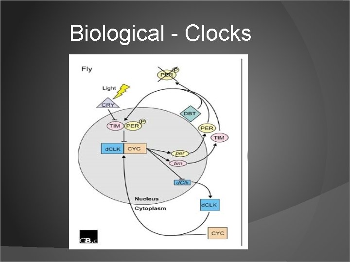 Biological - Clocks 