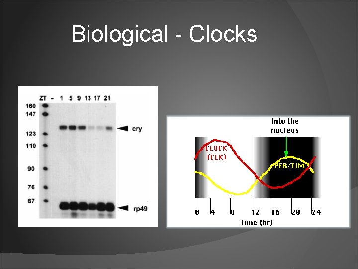 Biological - Clocks 