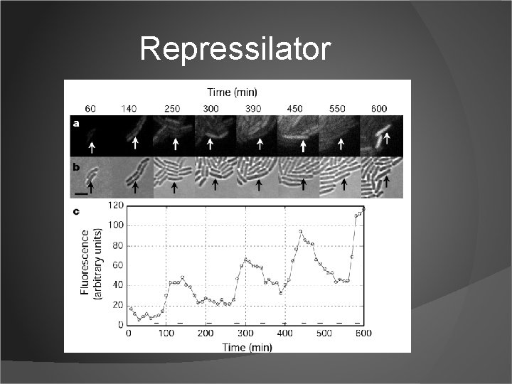 Repressilator 