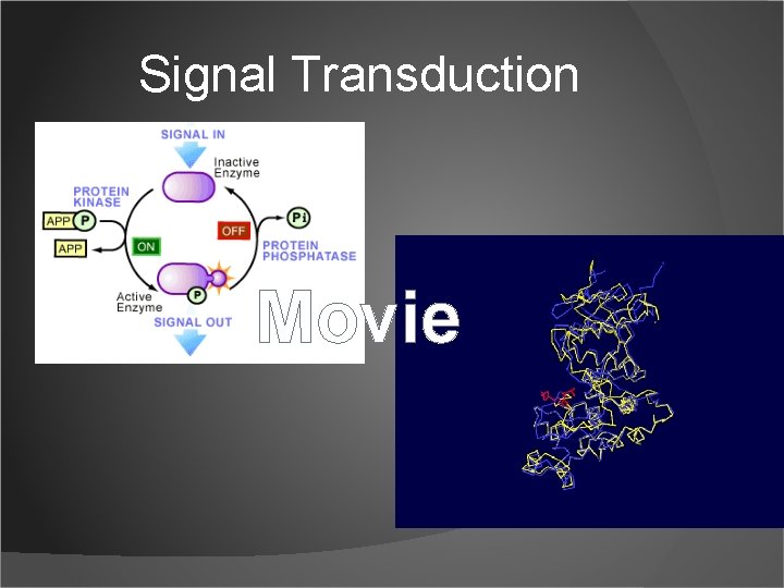 Signal Transduction Movie 