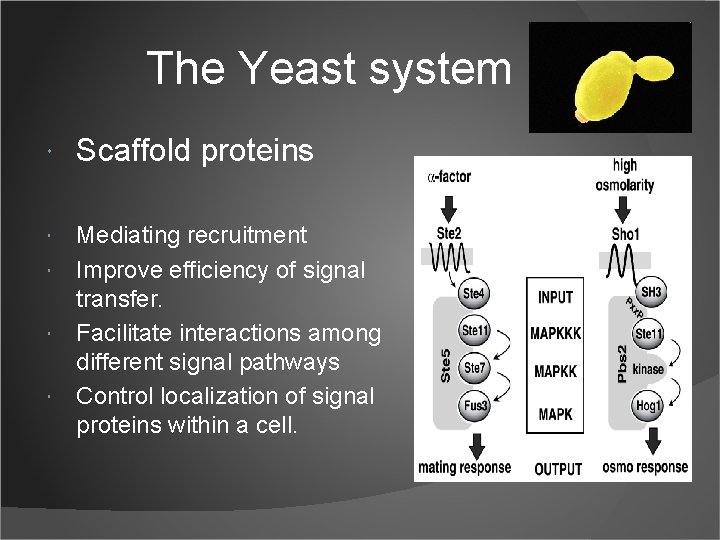 The Yeast system Scaffold proteins Mediating recruitment Improve efficiency of signal transfer. Facilitate interactions