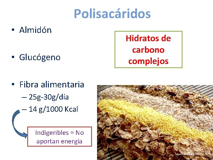 Polisacáridos • Almidón • Glucógeno Hidratos de carbono complejos • Fibra alimentaria – 25