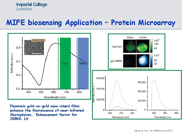 MIFE biosensing Application – Protein Microarray Plasmonic gold-on-gold nano-island films enhance the fluorescence of