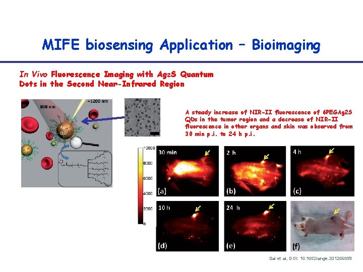 MIFE biosensing Application – Bioimaging In Vivo Fluorescence Imaging with Ag 2 S Quantum