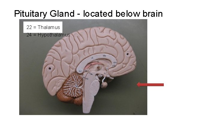 Pituitary Gland - located below brain 22 = Thalamus 24 = Hypothalamus 