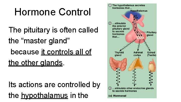 Hormone Control The pituitary is often called the “master gland” because it controls all