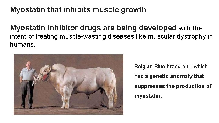 Myostatin that inhibits muscle growth Myostatin inhibitor drugs are being developed with the intent