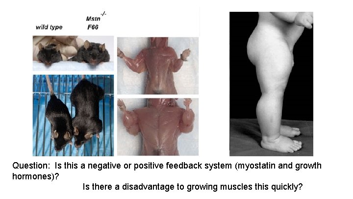 Question: Is this a negative or positive feedback system (myostatin and growth hormones)? Is