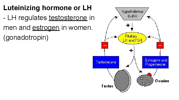Luteinizing hormone or LH - LH regulates testosterone in men and estrogen in women.