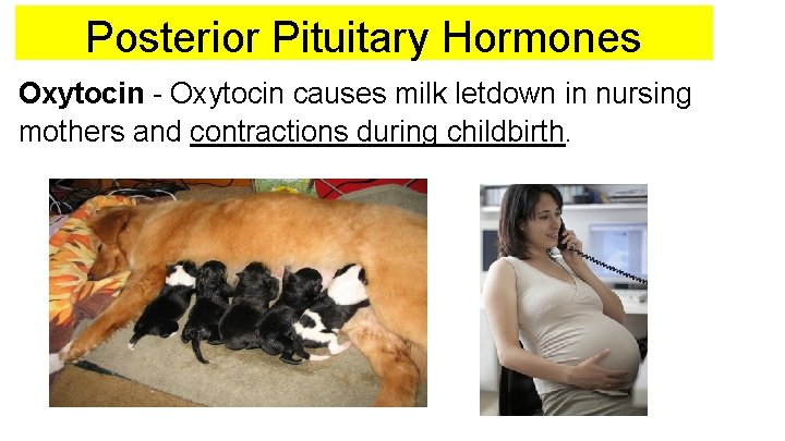 Posterior Pituitary Hormones Oxytocin - Oxytocin causes milk letdown in nursing mothers and contractions